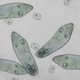 Image for article titled Woman with eye infection had an entire microbial ecosystem in her contact lens solution
